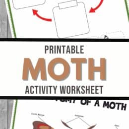 two sample pages from the Moth Activity Worksheets set