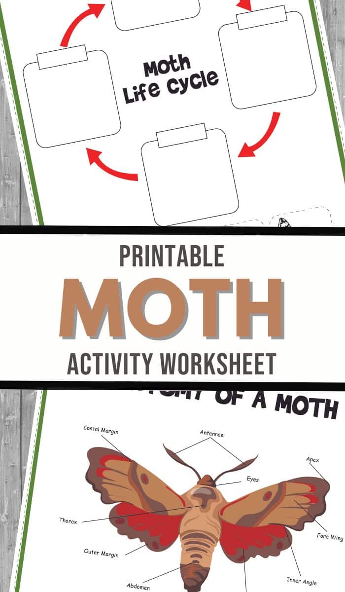Printable Moth Activity Set Free Homeschool Deals Printable Moth Activity Set Free Homeschool Deals