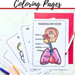printed sample pages of the respiratory system printables