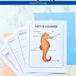 several printed pages fanned out with parts of a seahorse page on top
