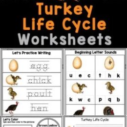 six digital images of sample pages from the turkey life cycle printable pack