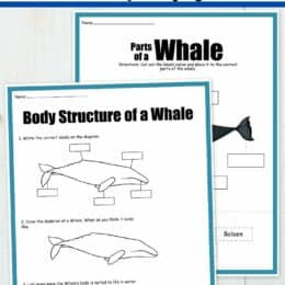 two digital images of pages about whales