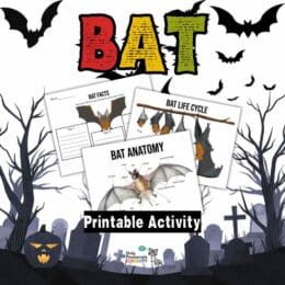 three digital page images of bat anatomy and facts