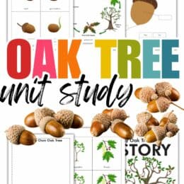sample digital page images from oak tree unit study with overlaid clipart of acorns