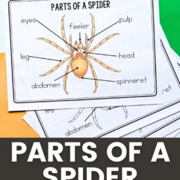 several printed pages spread out showing the parts of a spider worksheets