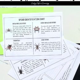 four printed pages spread out showing different charts to identify types of spiders