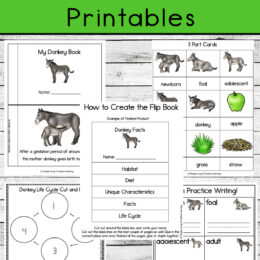 spread of five digital pages of the donkey life cycle set