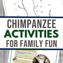 two digital page images of chimpanzee activities